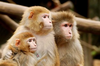 Sénégal : Une fille de trois mois découvert en brousse au milieu dÂ’une meute de singes